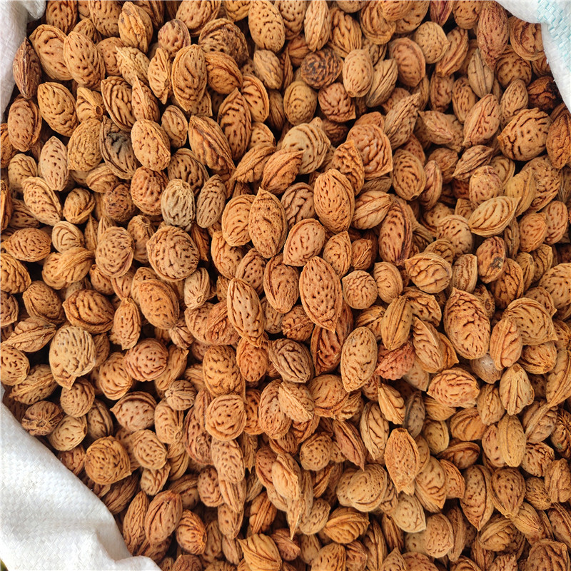 毛桃核种子出芽稳定-毛桃苗种子销售