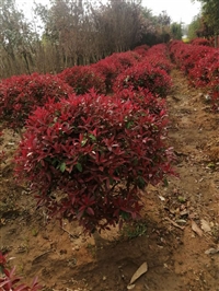 红叶石楠球基地  红叶石楠球价格