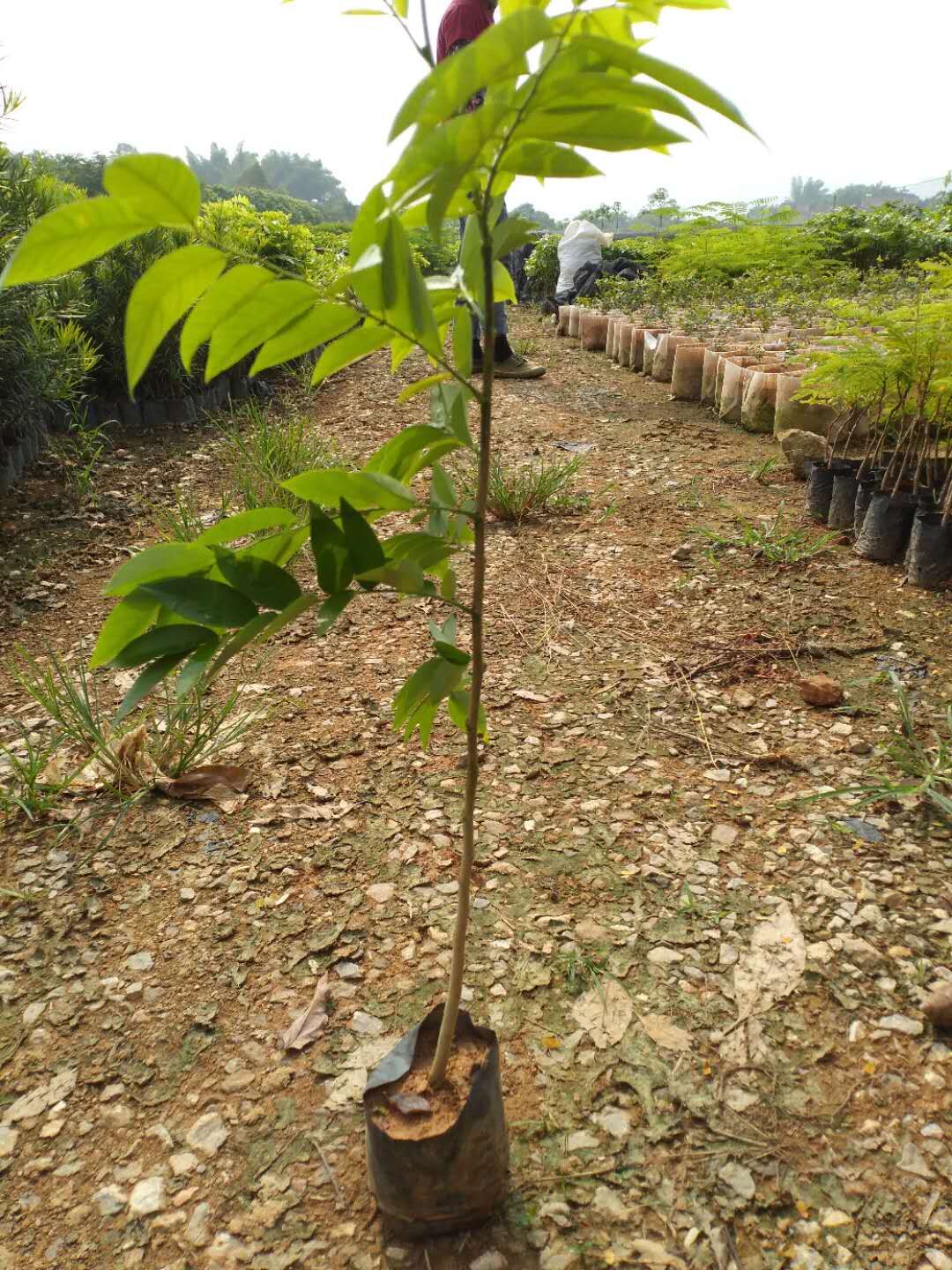 海南黄花梨苗,广东黄花梨树苗种植基地批发