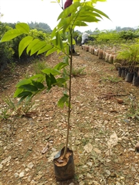 云南黄花梨树苗、广东黄花梨树苗种植基地批发