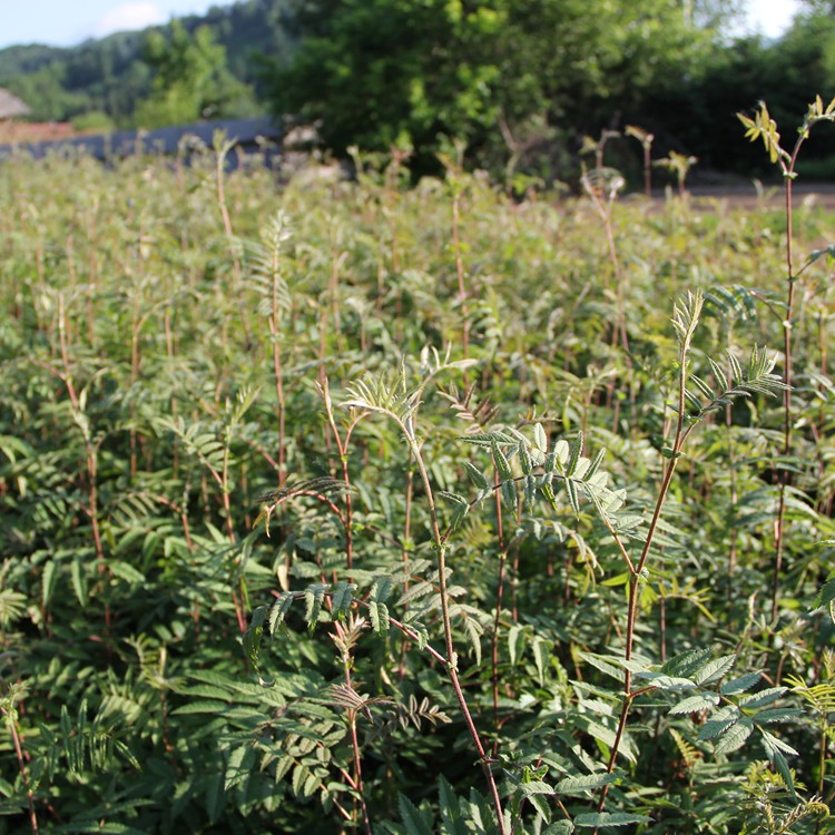 苗圃实拍花楸苗 花楸苗供应 辽宁花楸苗 可实地看苗