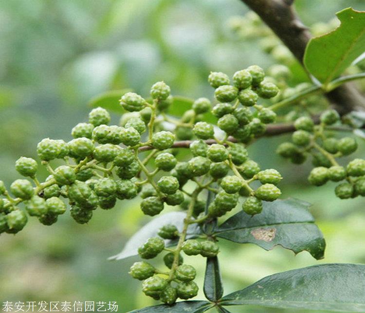 营养杯花椒苗基地,营养杯花椒苗今年价格