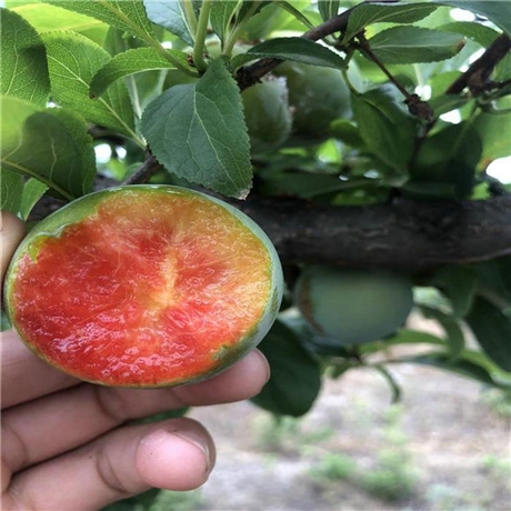 珍珠李子苗珍珠李子苗批发商