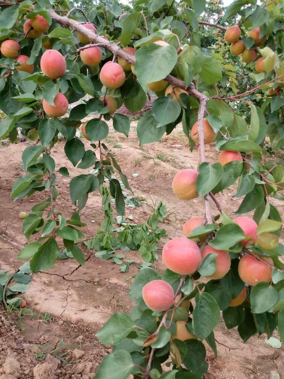 紅豐杏樹苗哪裡有售國之鮮杏樹苗