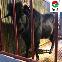 湘美黑山羊种羊基地,湖南山羊