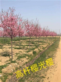 山东泰安17公分菊花碧桃樱花基地