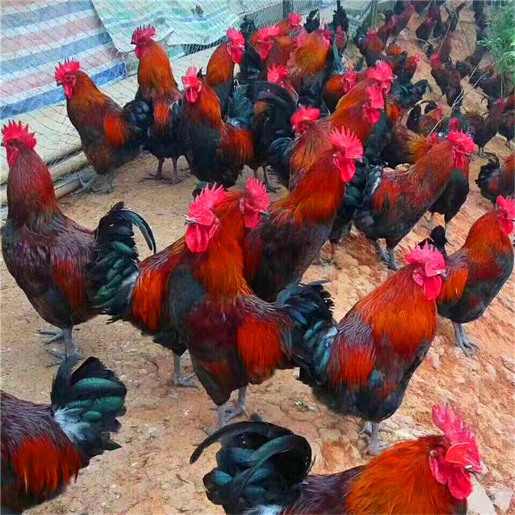 纯种成年红玉380鸡苗包邮包成活红玉380鸡苗批发价格