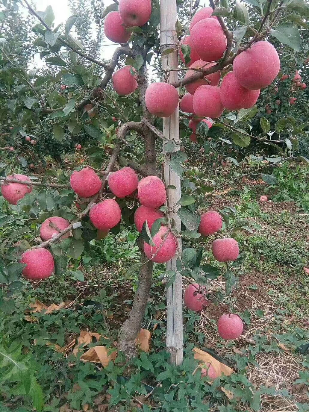 泰安苹果树苗批发