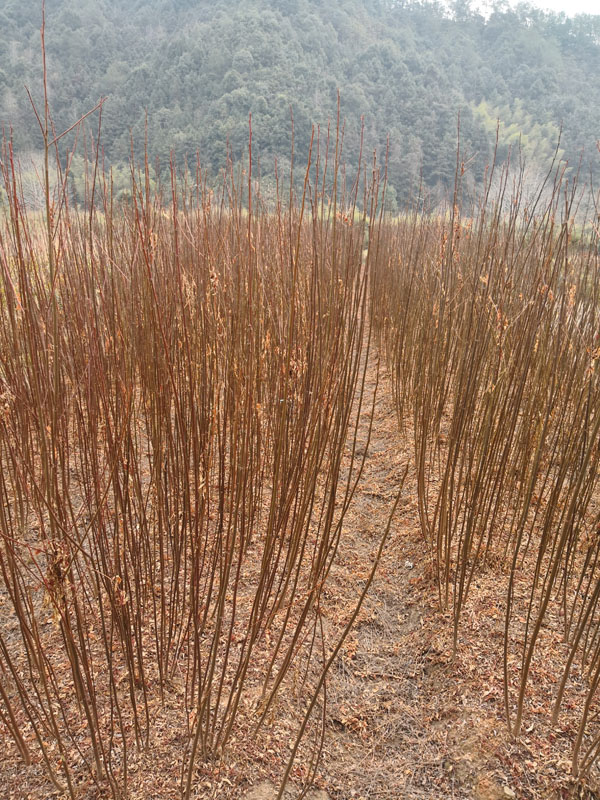南酸枣苗南酸枣袋苗南酸枣杯苗
