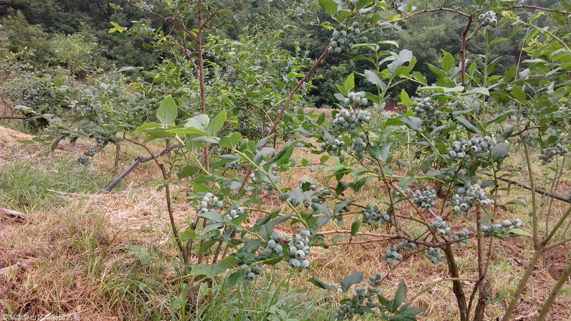 三年生明星蓝莓苗适应土壤3年的大果型明星蓝莓苗