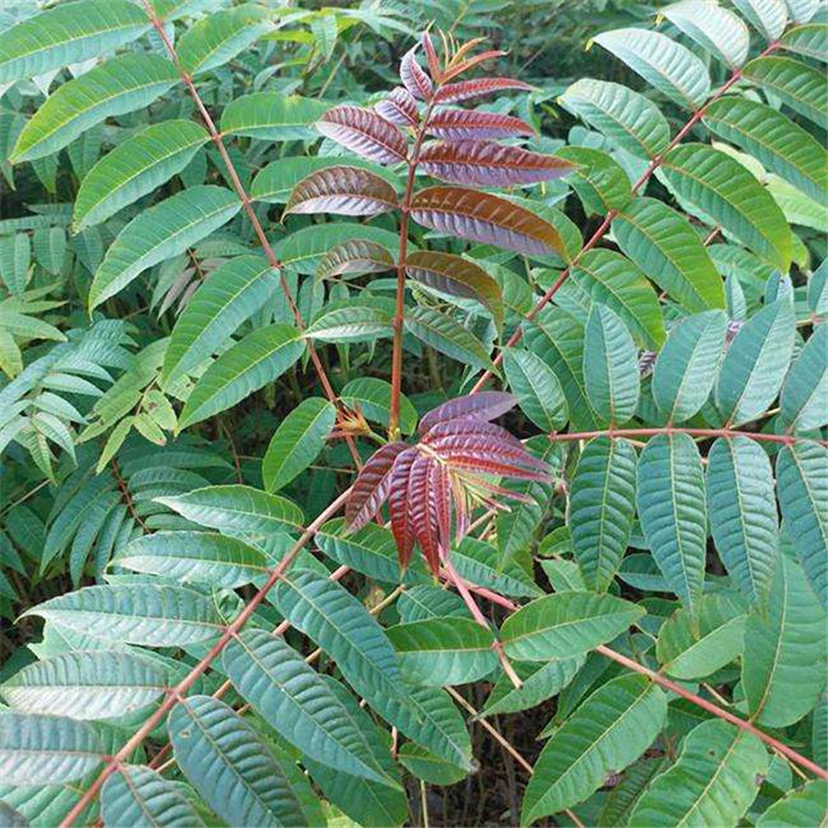 绿油香椿苗基地直供大棚种植绿油香椿苗价格产量高品种