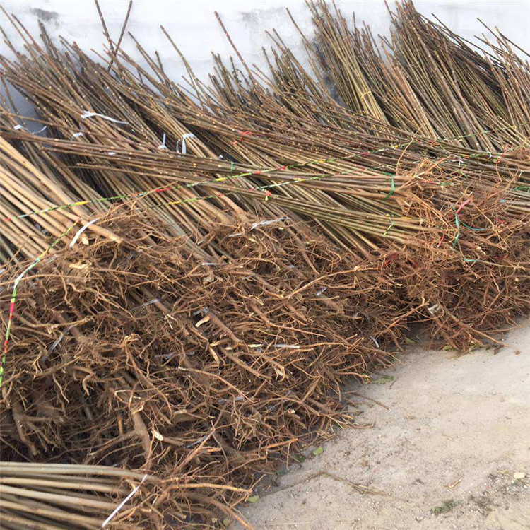 大棚矮化香椿苗批发 香椿苗2020年一棵价格 国迎种植基地