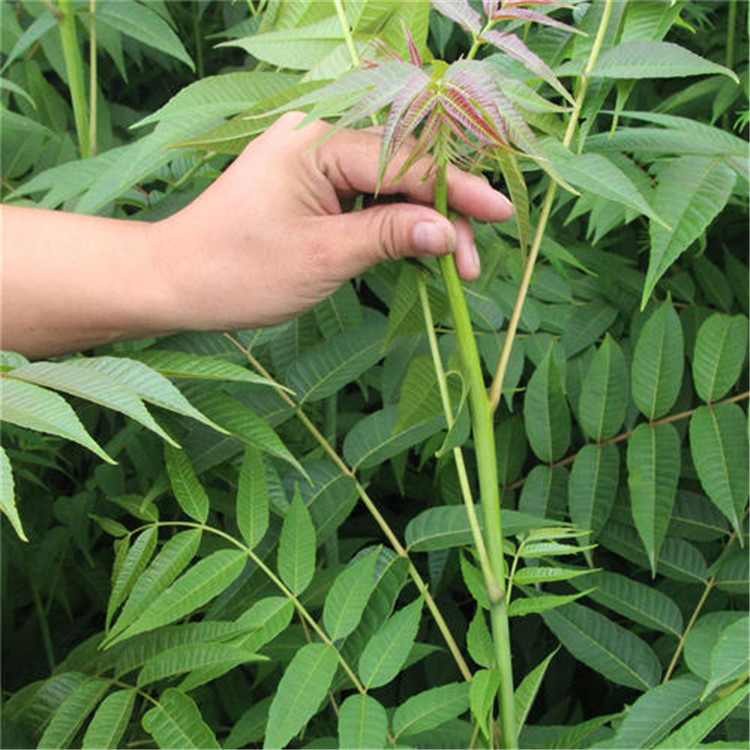 绿油香椿苗基地直供大棚种植绿油香椿苗价格产量高品种