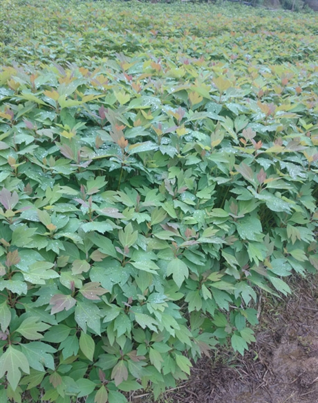 南酸枣苗南酸枣袋苗南酸枣杯苗