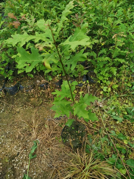 南酸枣苗南酸枣袋苗南酸枣杯苗