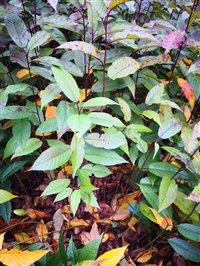 福建山樱花袋苗 山樱花袋苗 山樱花无纺布杯苗