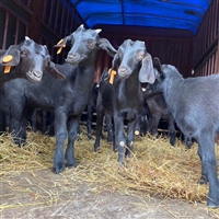 湘美黑山羊繁育基地在哪里  湘美黑山羊种羊，浙江肉羊产品销售