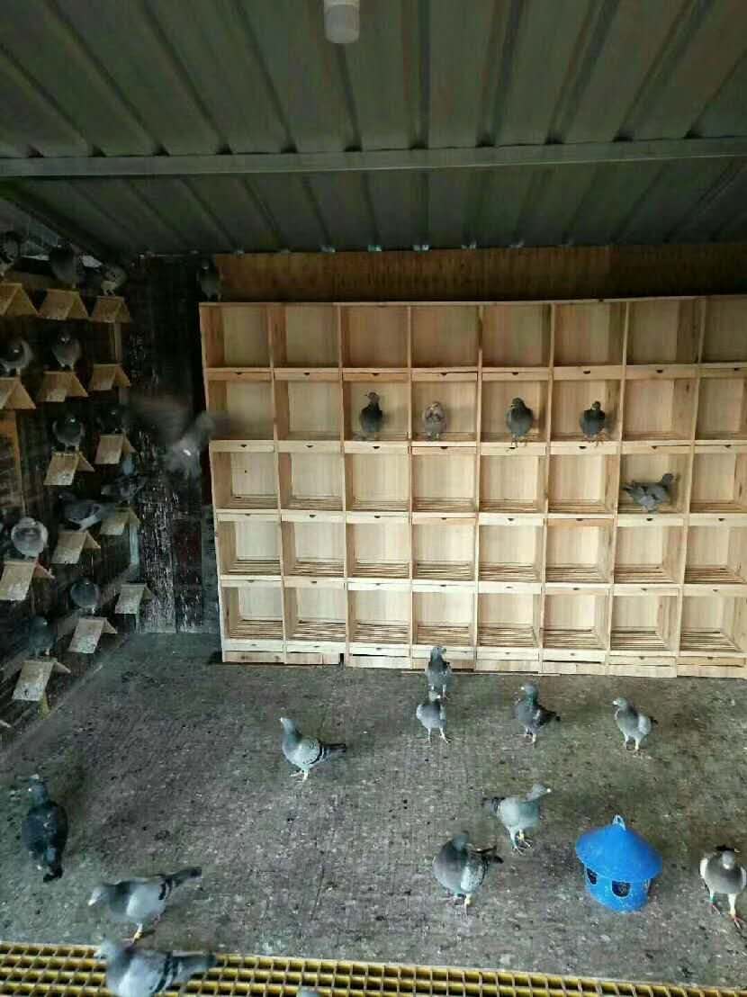 特价优惠木制鸽具纯实木鸽子巢箱信鸽赛鸽配对笼木质巢箱鸽