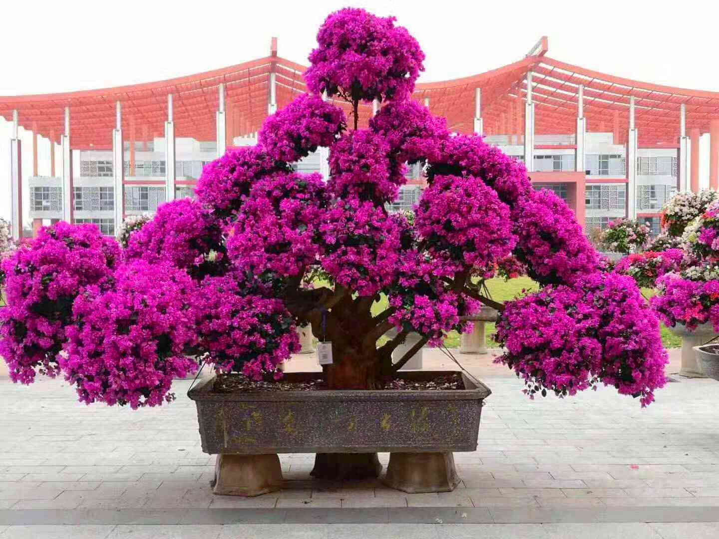 紫花三角梅盆景批发 造型三角梅桩景价格 量大更优 福建漳州货源