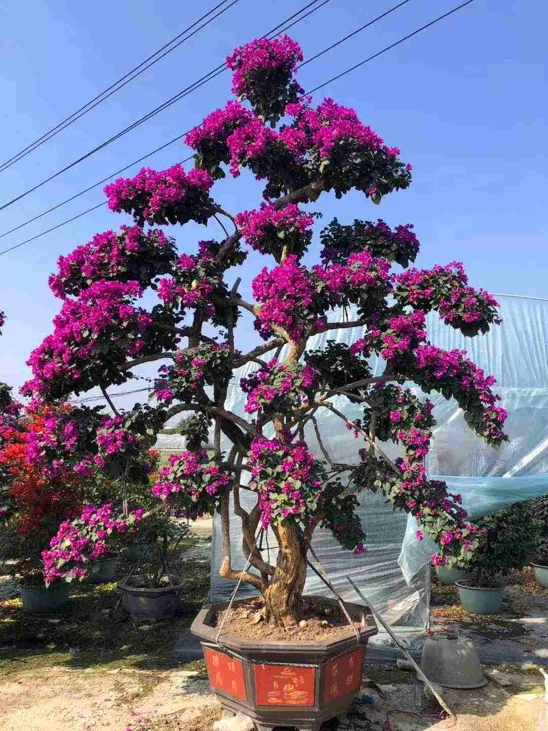 紫花三角梅盆景批发 造型三角梅桩景价格 量大更优 福建漳州货源