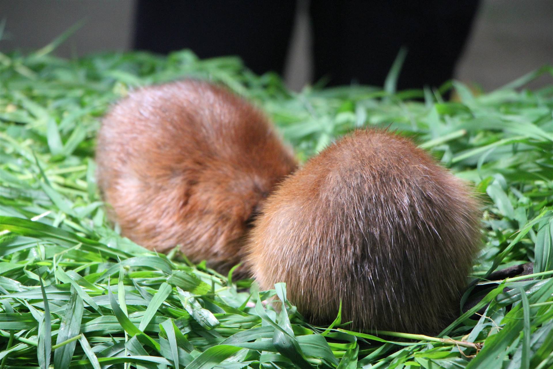优良的麝香鼠种鼠会给麝香鼠养殖业带来更大的效益和前景