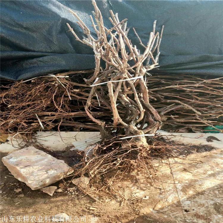 青提葡萄苗适合栽种的地区早霞玫瑰葡萄苗成活率怎么样