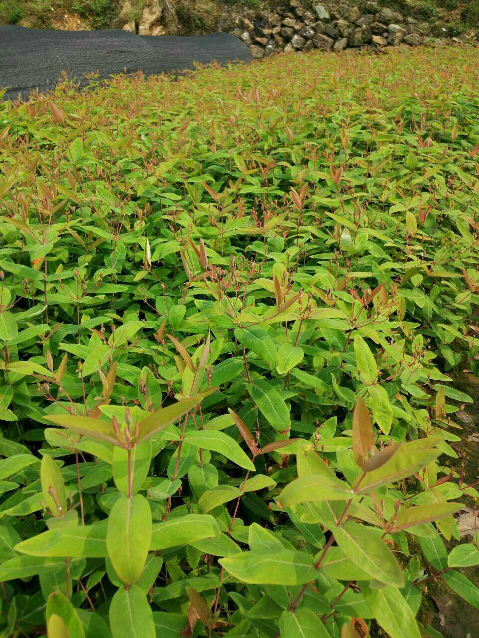 首页 苗木 常绿灌木 金丝桃 金丝桃 金丝桃基地  [ 更新日期:2020-10