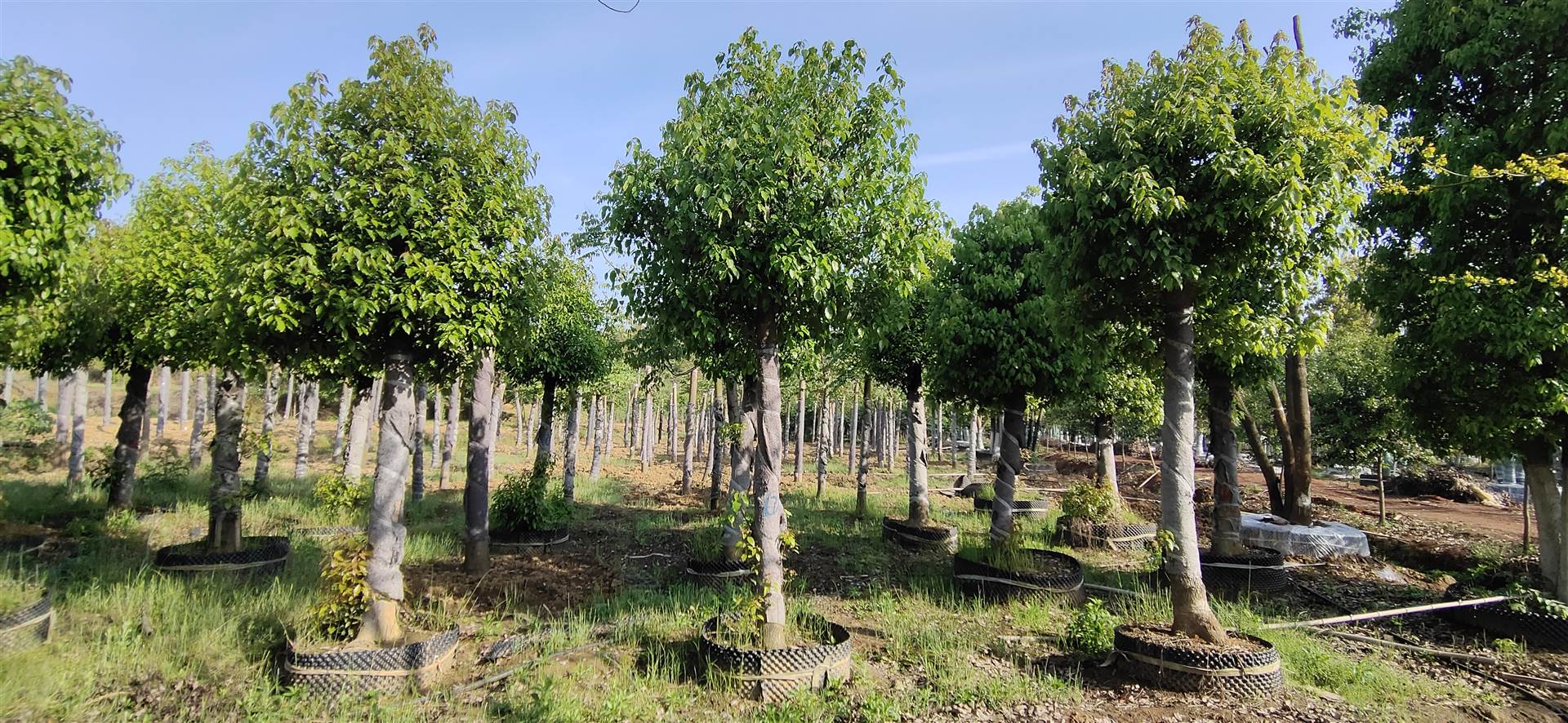 首页 农业 绿化苗木 灌木 香樟 湖南香樟基地  [ 更新日期:2020-10-24