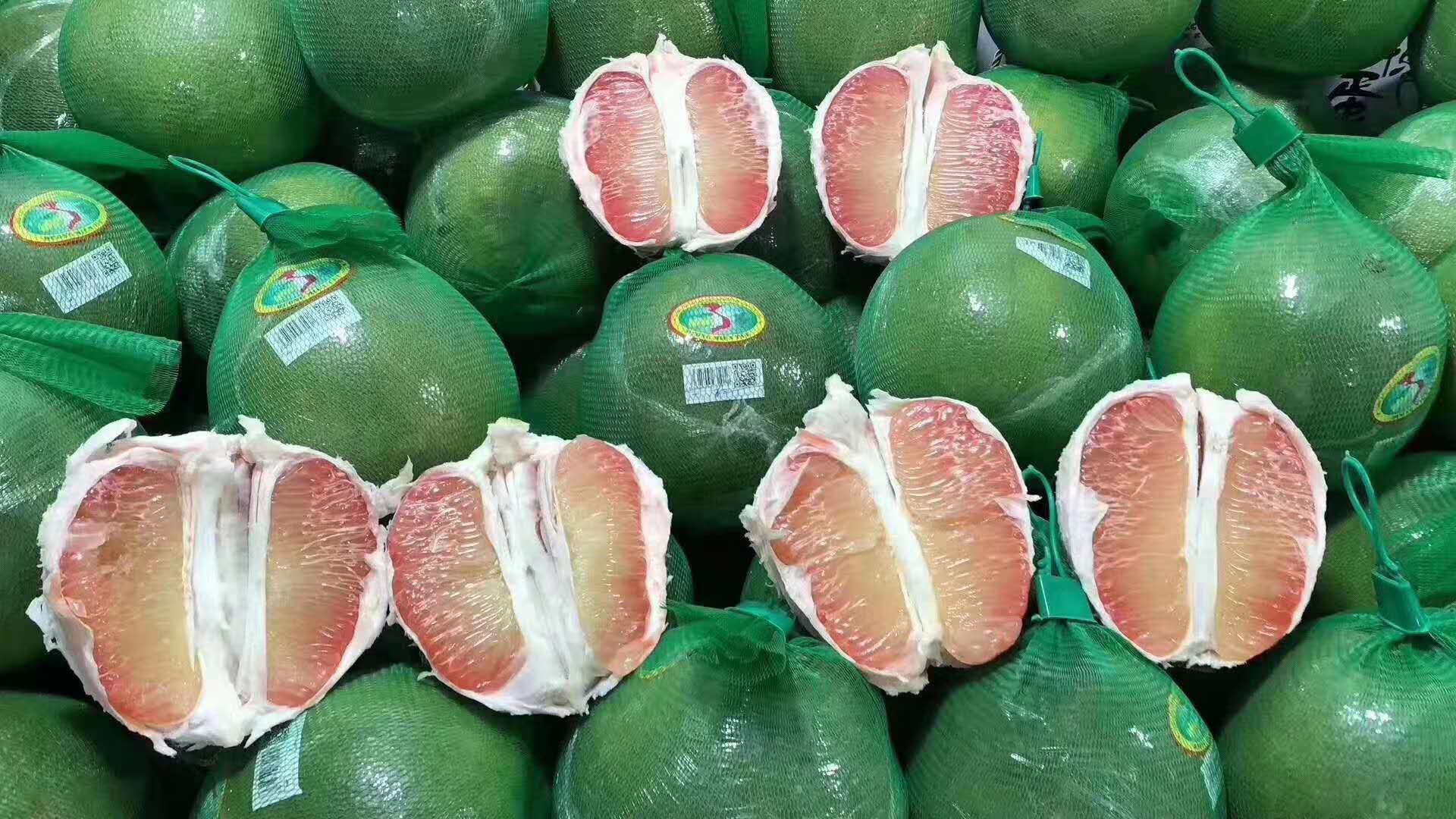 泰国翡翠青柚苗批发-翡翠青柚苗基地批发