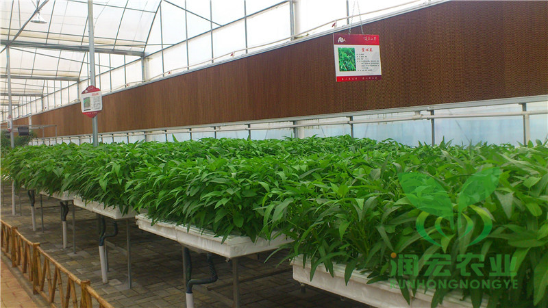 山东润宏深夜流栽培