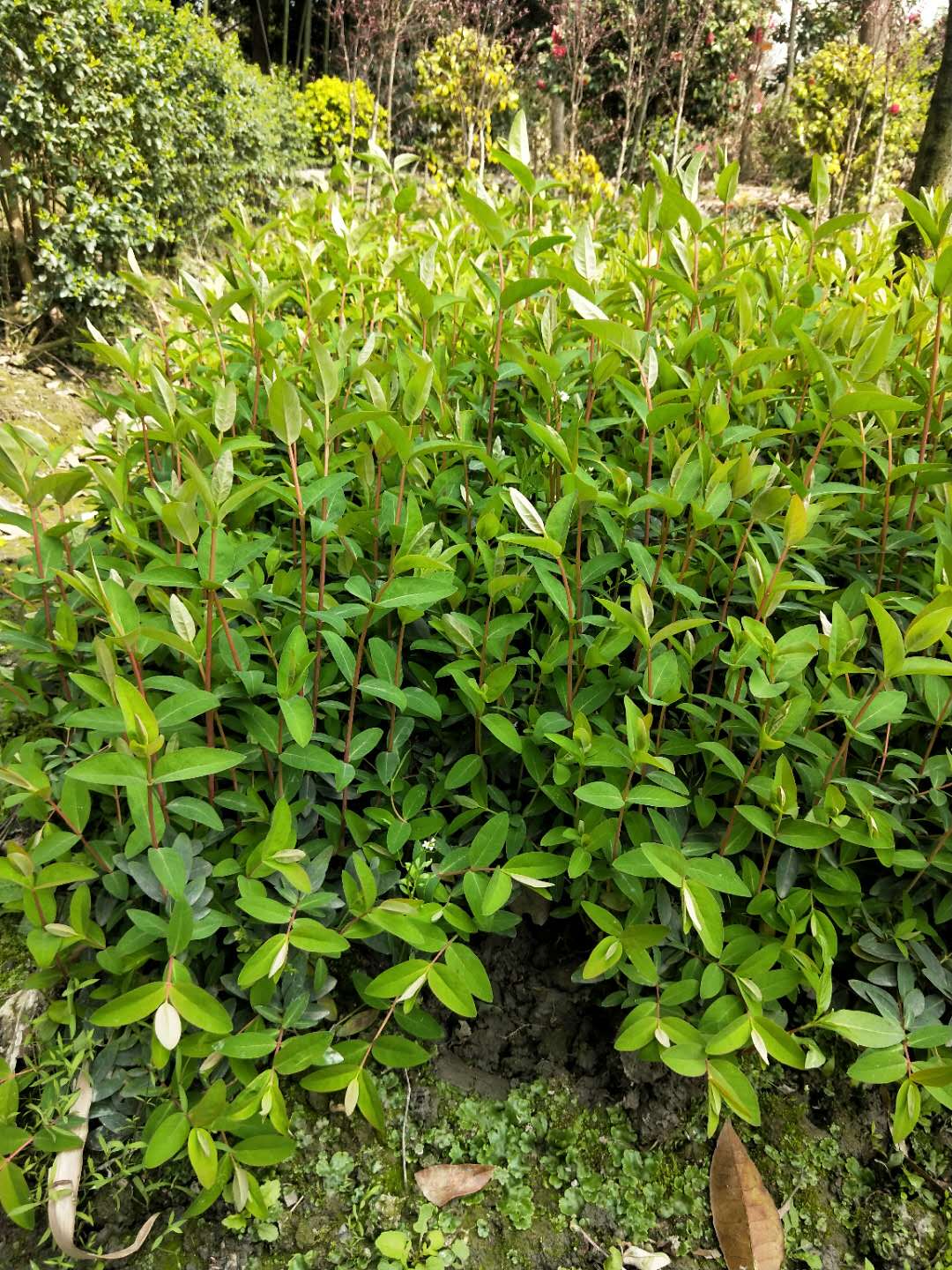 金丝桃小苗30高供应 灌木基地供应