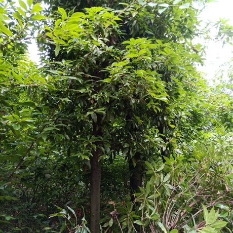 枫荷木树图片图片