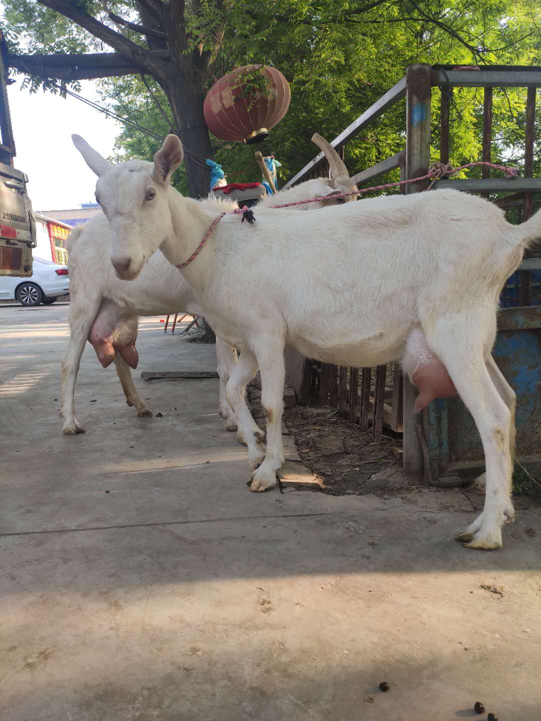 陕西富平奶山羊品种 新报价价格优惠