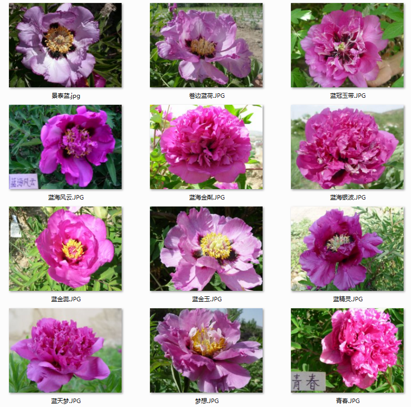 牡丹花的品种及花名图片