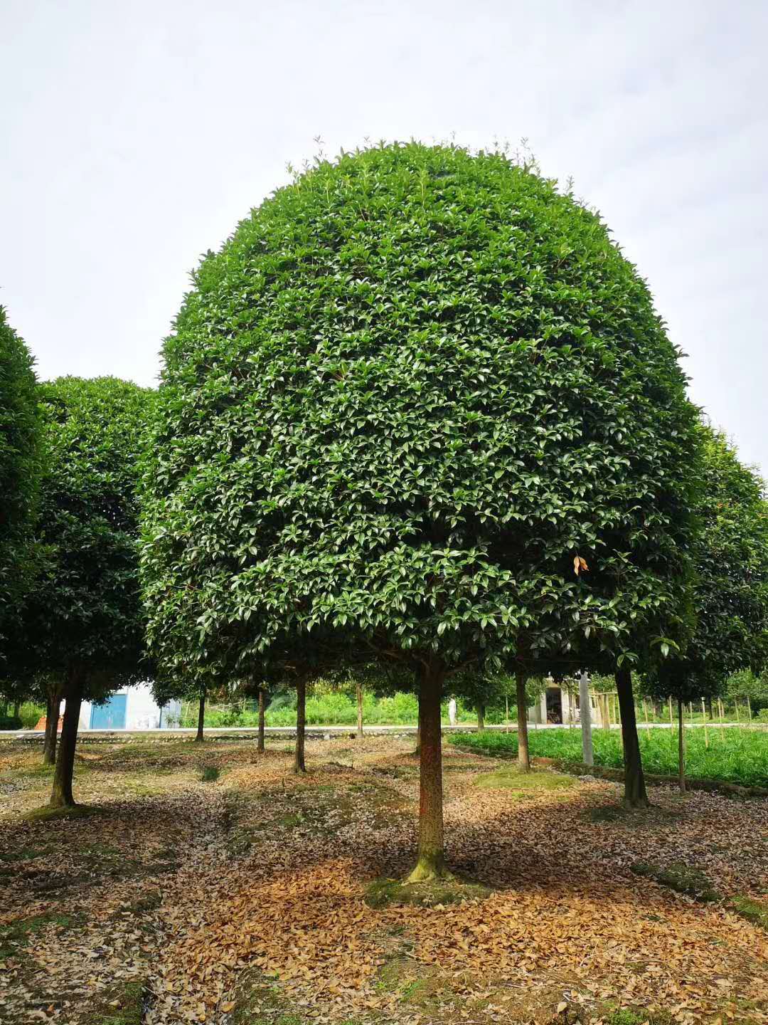 可供应贵州桂花 规格齐全