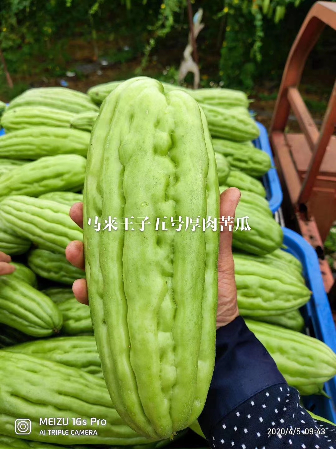 厚肉苦瓜马来王子五号厚肉苦瓜海南晨峰直销厂家批发