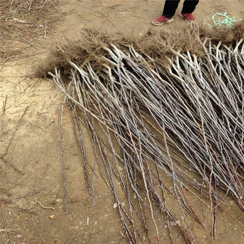 苗圃供应无核山楂苗南方北方易结果