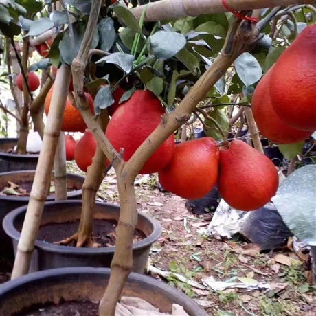泰国柚苗报价 暹罗红柚苗 泰国红宝石三红柚苗扶贫项目采购点