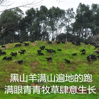 湖南省黑山羊养殖基地  湖南黑山羊养殖基地，规模化黑山羊养殖厂家