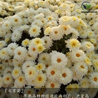 北京菊苗价格 北京菊苗基地 包成活