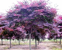 10公分日本红枫-低分枝红枫-贵州红枫基地供应绿化苗木