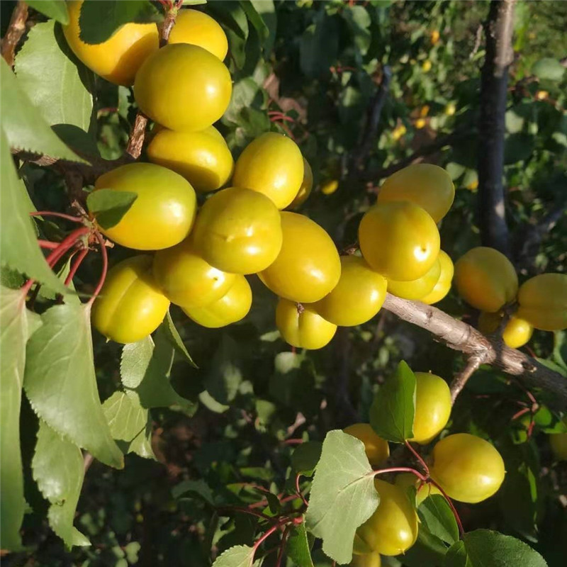 油杏树苗 盛果期杏树的修剪任务是:5,盛果后期,由于大量果实的重压,常