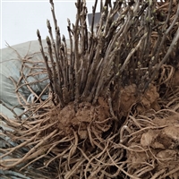 油牡丹种苗种植新技术要点