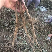 油用牡丹苗子怎么种植基地