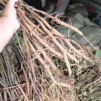 油用牡丹籽价格 丹皮苗种植每亩地投资成本