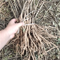 油牡丹种苗种植产品包回收干鲜货