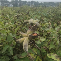 油牡丹籽种植新技术要点