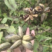 亳州牡丹种植万亩基地