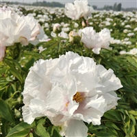 亳州牡丹苗万亩基地 牡丹苗一手货源价格