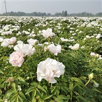 亳州榨油牡丹种子价格